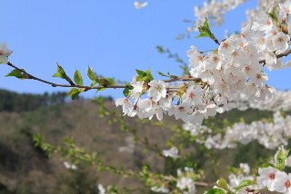 f0043559_1745578.jpg