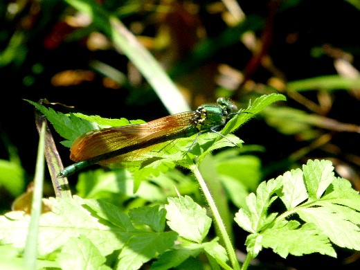 d0084473_20141827.jpg