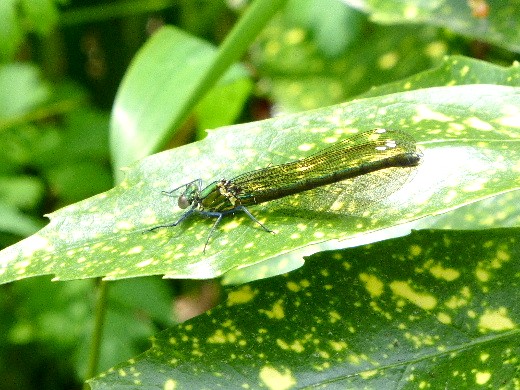 d0084473_2014262.jpg