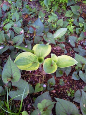 c0214384_0235397.jpg