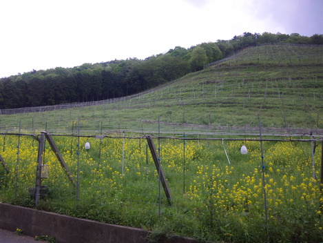 f0232910_231232.jpg