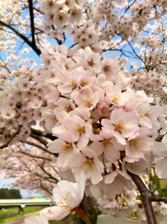 c0074025_1218392.jpg