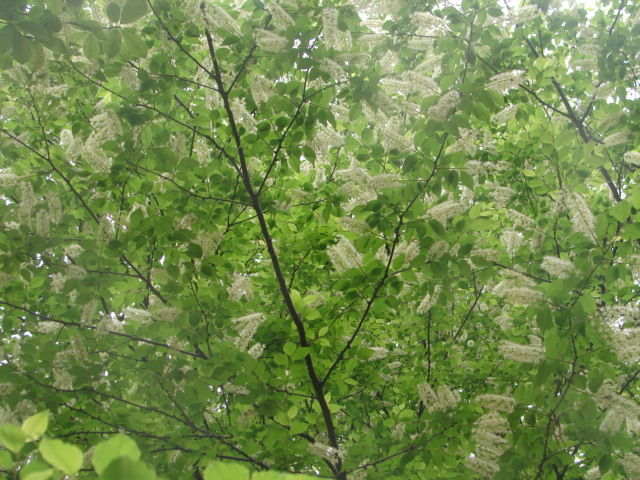 b0061261_2013685.jpg