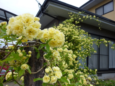 c0216472_2024620.jpg