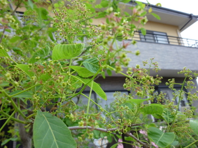 c0216472_203143.jpg