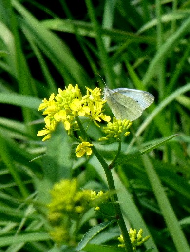 d0084473_20184719.jpg