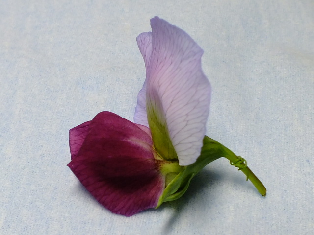 e0145782_950010.jpg