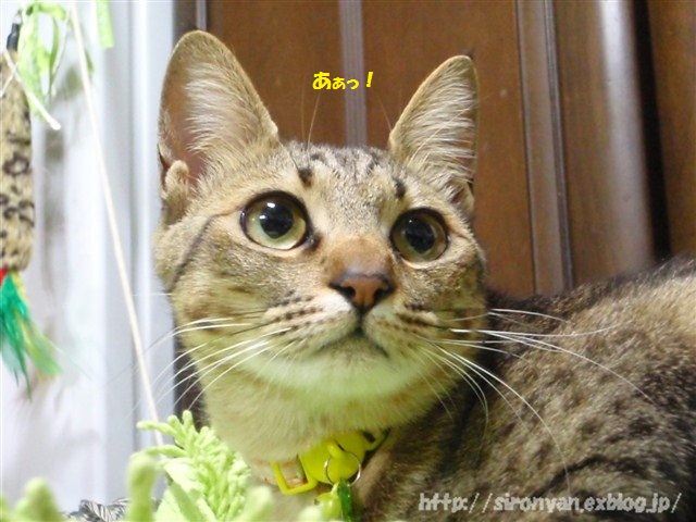a0159490_15394568.jpg