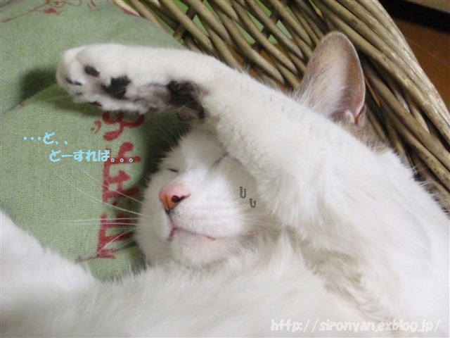 a0159490_15451683.jpg
