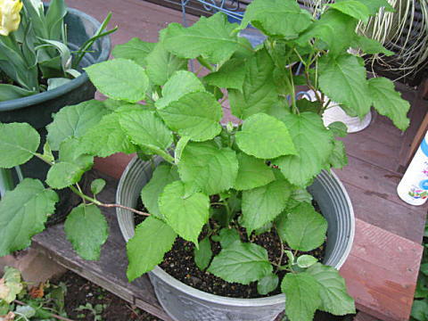 d0046702_2082610.jpg