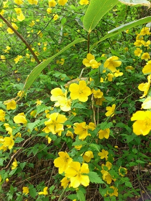c0062315_74498.jpg
