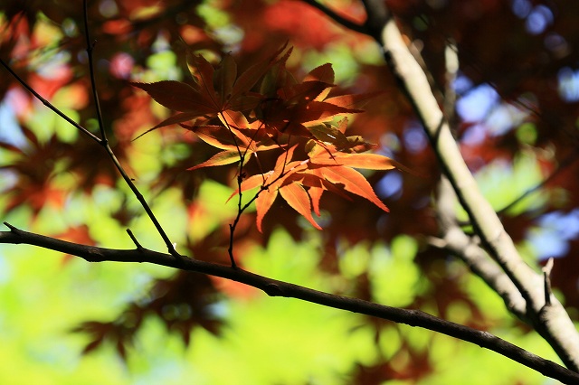 a0242438_16365277.jpg