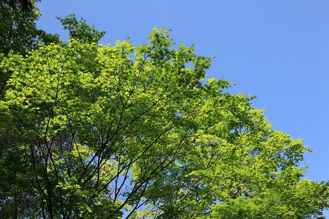 a0242438_16374957.jpg