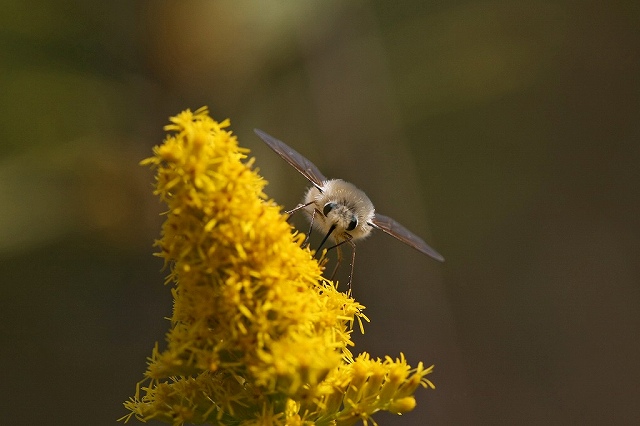 a0242438_16421117.jpg