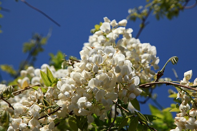 a0242438_1744580.jpg