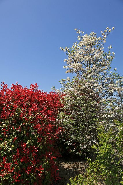 a0242438_17525430.jpg