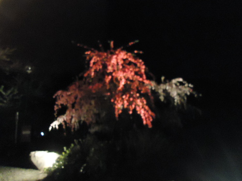 a0055650_8515123.jpg