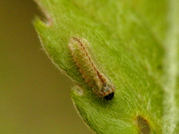 c0045352_20232280.jpg