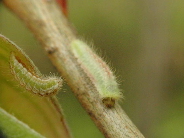 c0045352_20242960.jpg