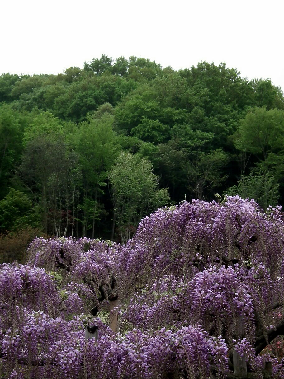 e0064158_2330183.jpg