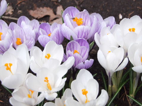 e0088260_23205039.jpg
