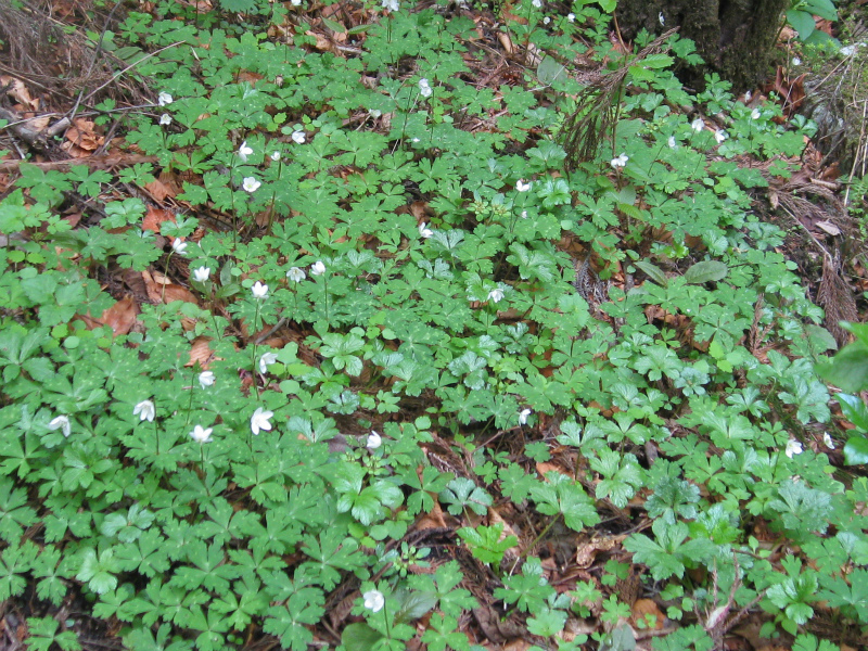 c0138182_101809.jpg