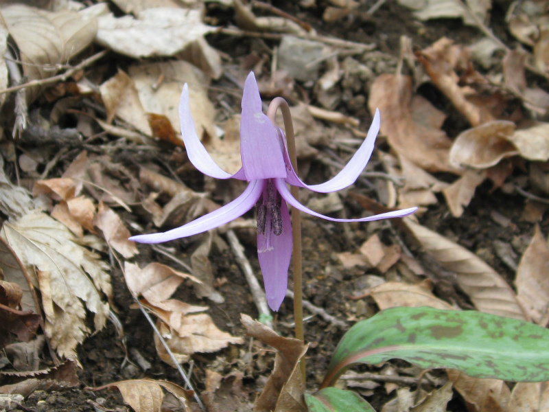 c0138182_10183144.jpg