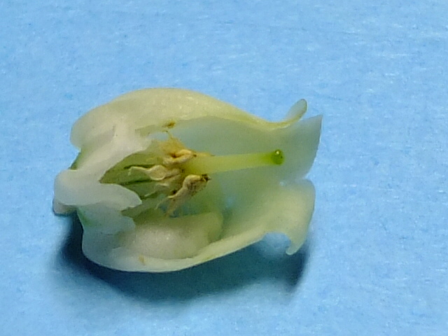 e0145782_10355349.jpg