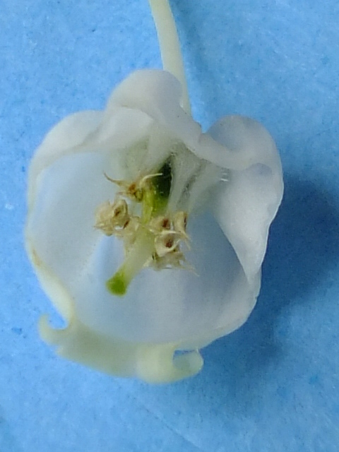 e0145782_10363531.jpg