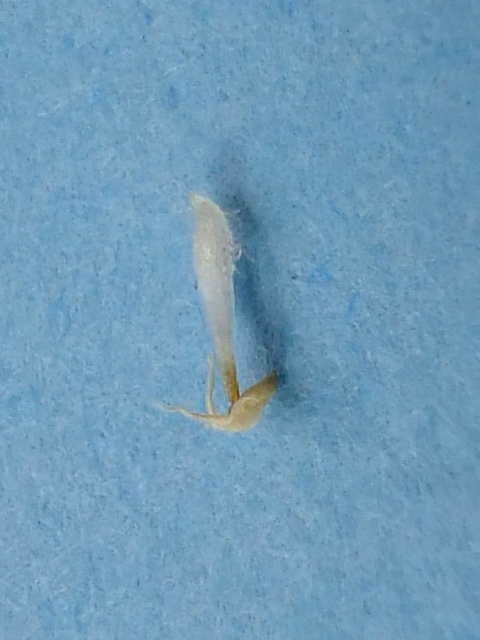 e0145782_1038996.jpg