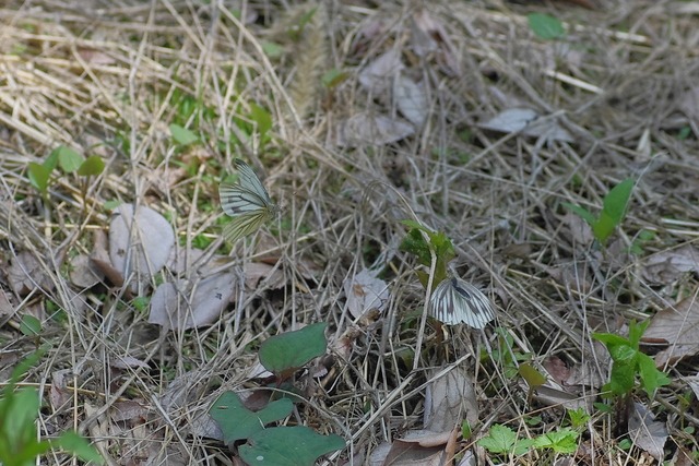 b0194593_18454738.jpg
