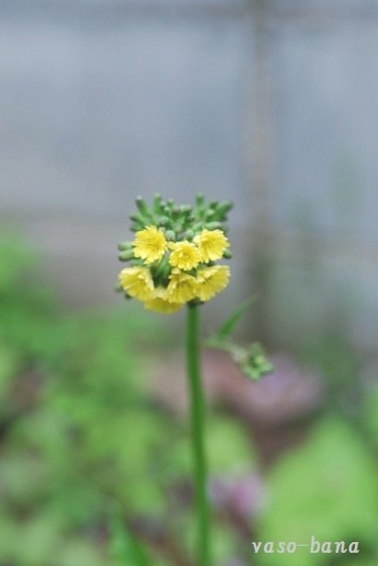 e0025300_1211565.jpg