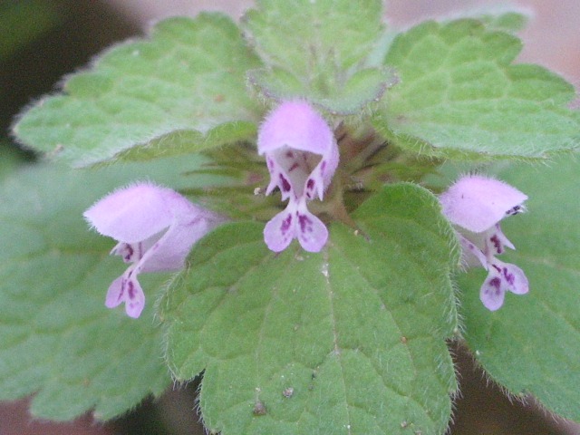 e0025300_12171556.jpg