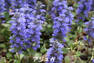 b0197418_1654857.jpg