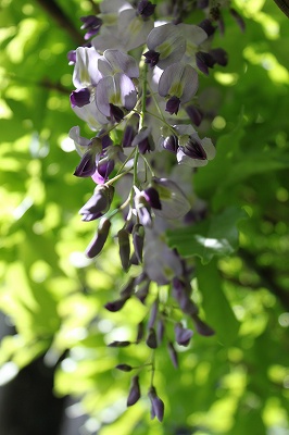 b0184636_1310650.jpg