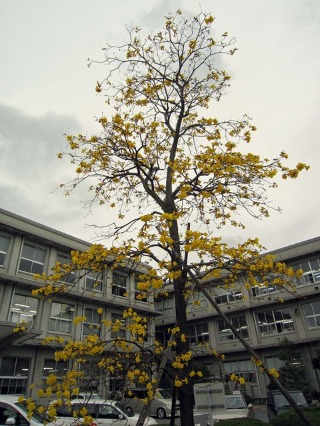 e0110940_0402028.jpg