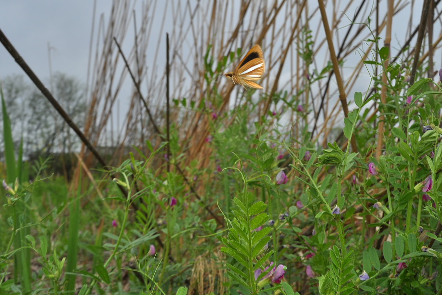 f0090680_213399.jpg