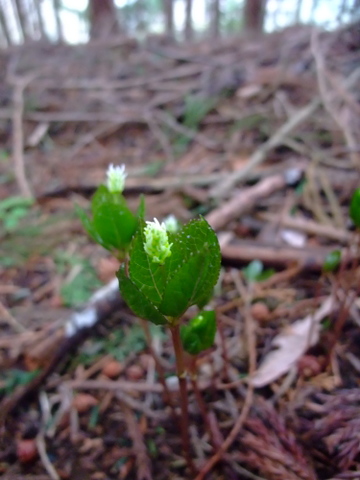 a0043982_2010198.jpg