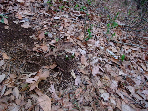 a0043982_20111555.jpg