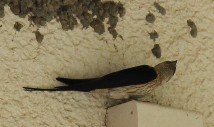 e0197884_22414491.jpg