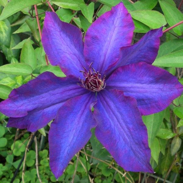 a0031000_1064135.jpg