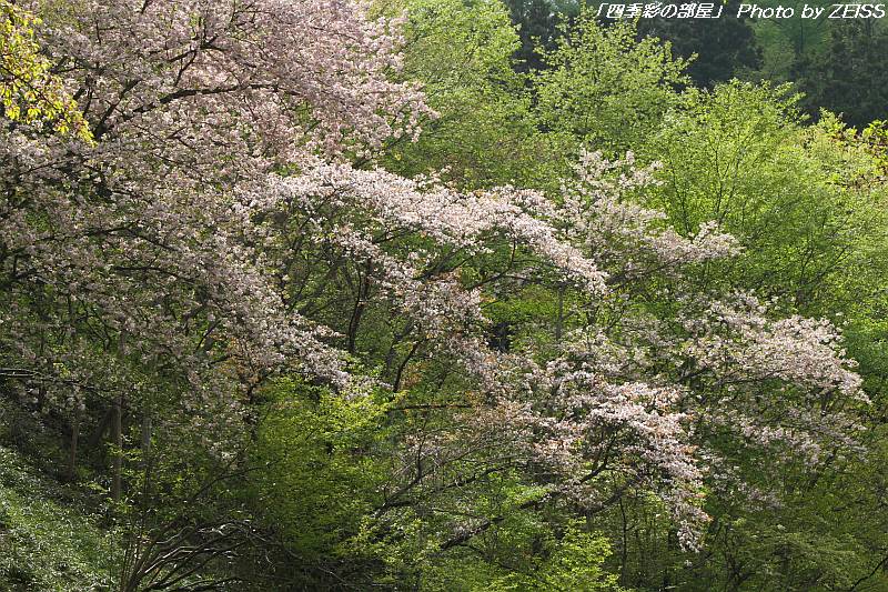 a0195032_10424946.jpg
