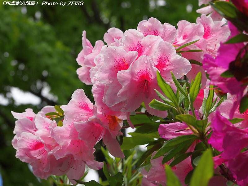 a0195032_16242249.jpg