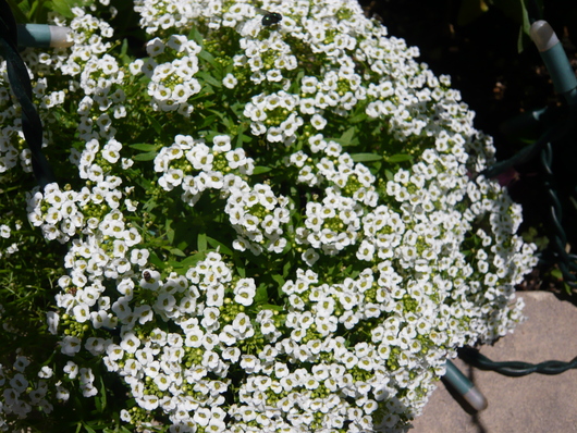 a0206332_928827.jpg