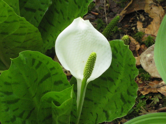 c0042847_9312740.jpg