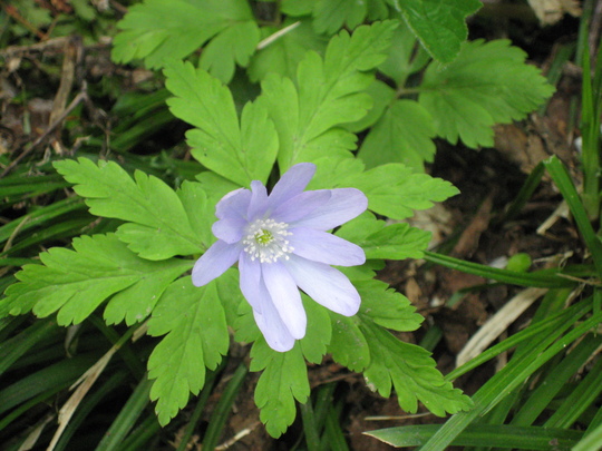 c0042847_932412.jpg