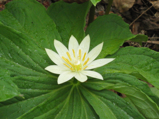 c0042847_939260.jpg