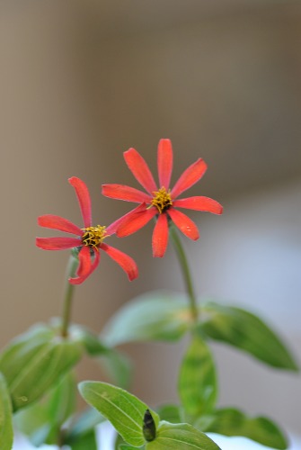 e0159050_1750187.jpg
