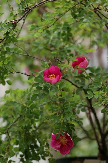 c0186463_152913.jpg