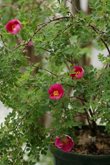 c0186463_161681.jpg